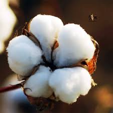 Open cotton 